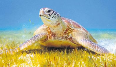 Tatilcilere caretta uyarısı: ‘Dokunmayın uzaktan sevin’