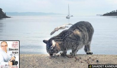 Şimdiki zamanın hikayesi